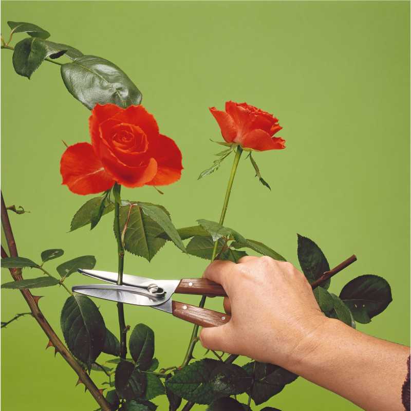 Victorinox, Rosen- und Traubenpflückschere
