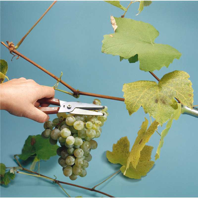 Victorinox, Rosen- und Traubenpflückschere